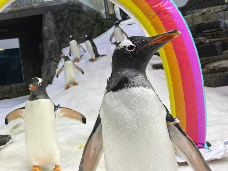 Sphen y Magic, la pareja de pingüinos gay que estuvo junta por 12 años en un acuario de la ciudad de Sídney en Australia.