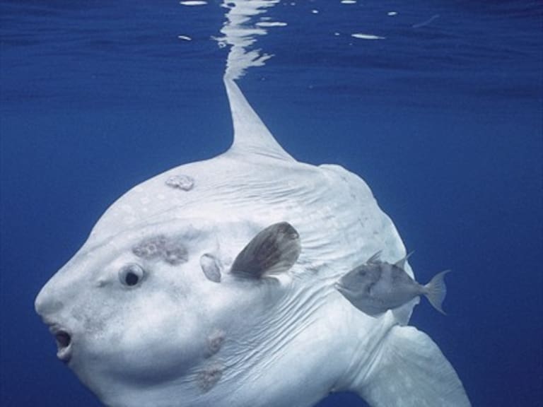 Encuentran evidencia de misterioso pez luna en aguas chilenas