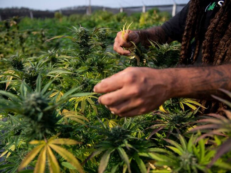 Una granja de producción de una asociación de cannabis en Rio de Janeiro