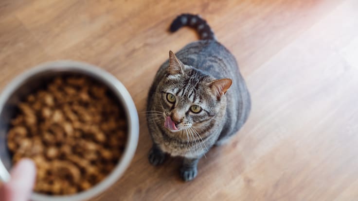 Cómo elegir el alimento correcto para perros y gatos, según una médica veterinaria