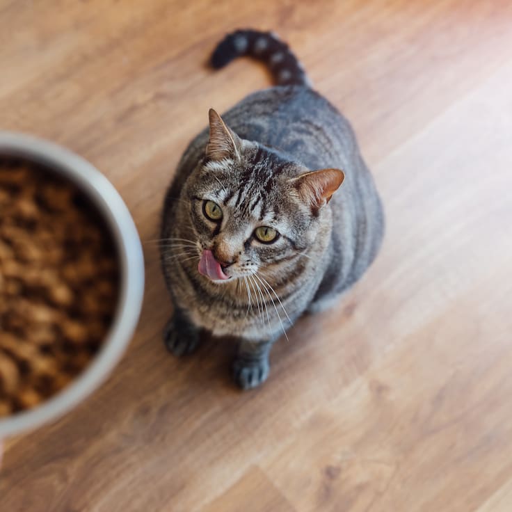 Cómo elegir el alimento correcto para perros y gatos, según una médica veterinaria