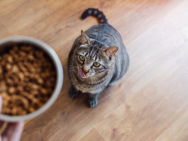 Cómo elegir el alimento correcto para perros y gatos, según una médica veterinaria