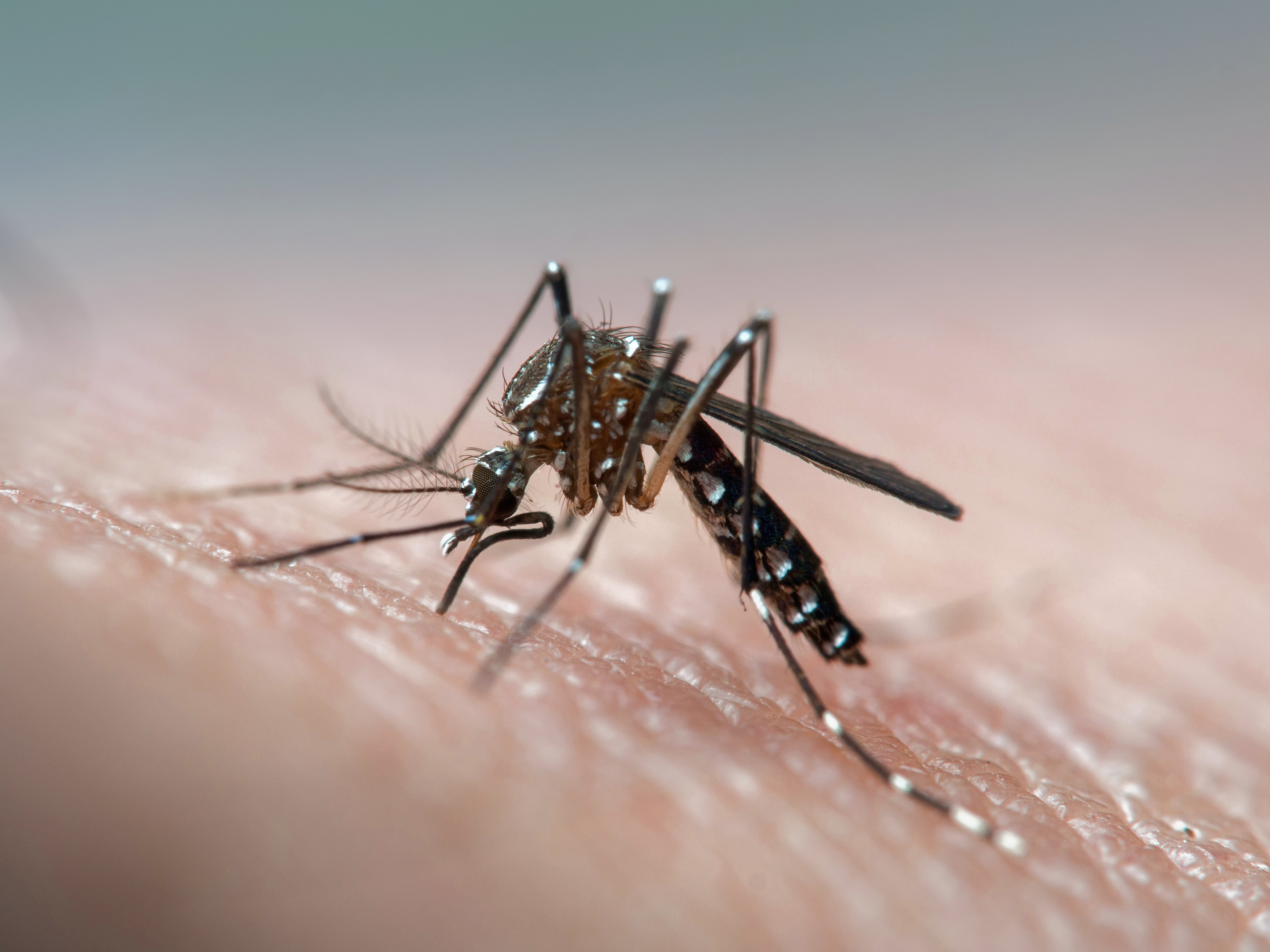 Mosquitos del dengue
