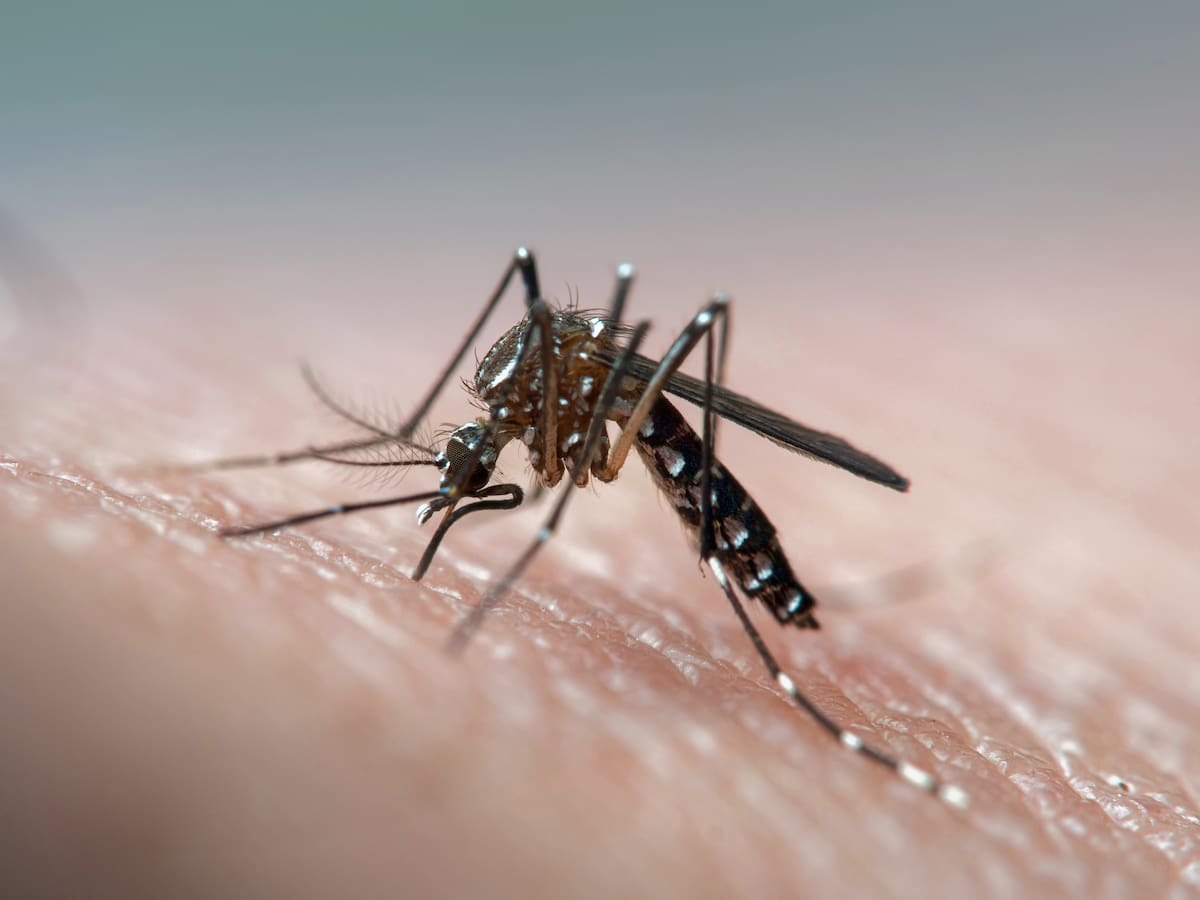 Seremi de Salud activa alerta por hallazgo de mosquito del dengue en aeropuerto de Santiago