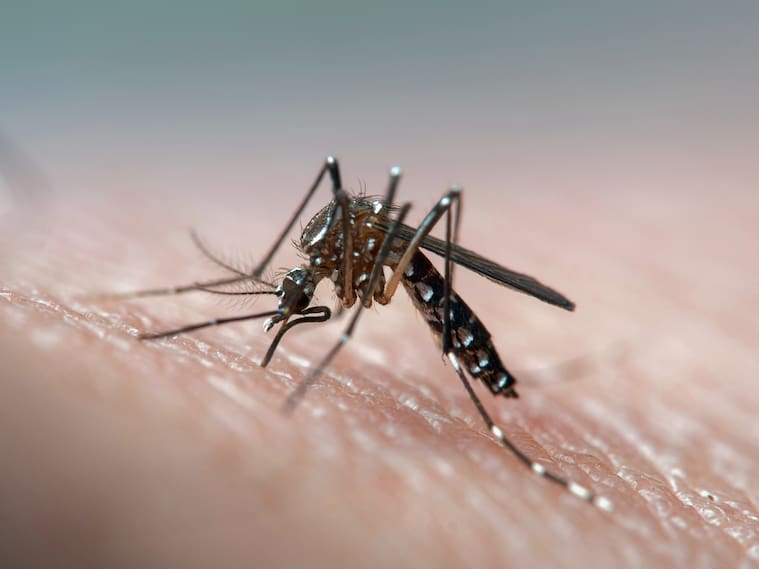 Brote de dengue en Rapa Nui: Senapred mantiene alerta amarilla y confirma 24 contagios