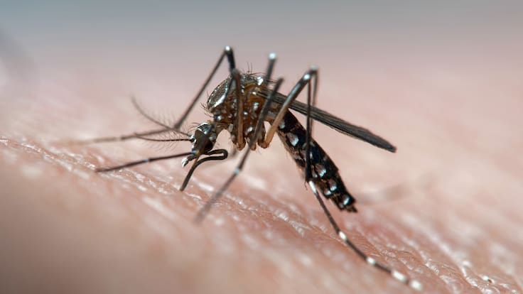 Brote de dengue en Rapa Nui: Senapred mantiene alerta amarilla y confirma 24 contagios