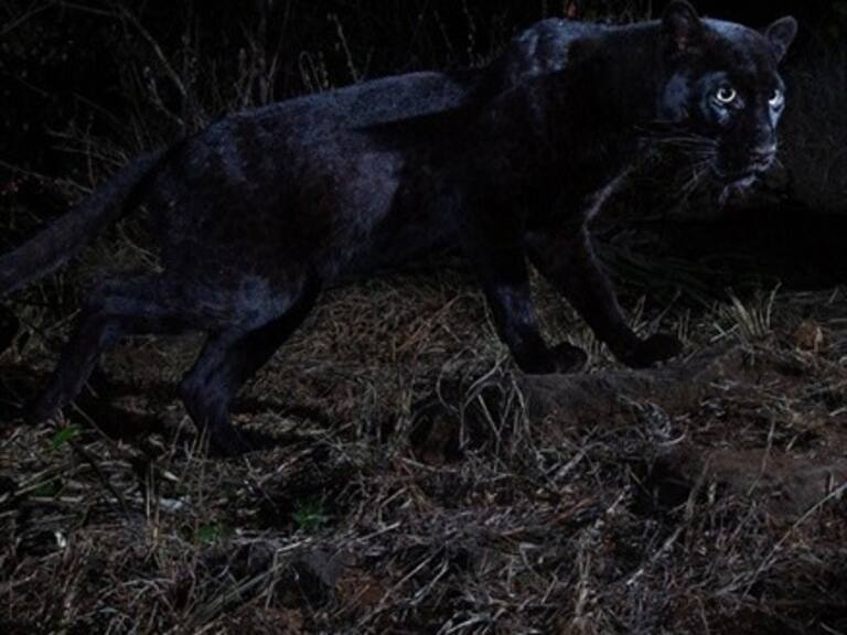 Observan un leopardo africano negro por primera vez en 100 años