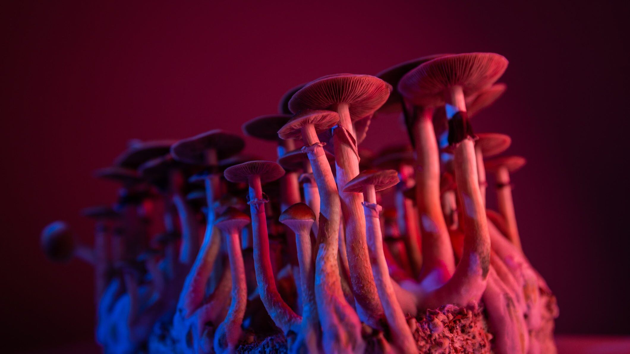 psychedelic mushrooms Psilocybe Cubensis microdosing