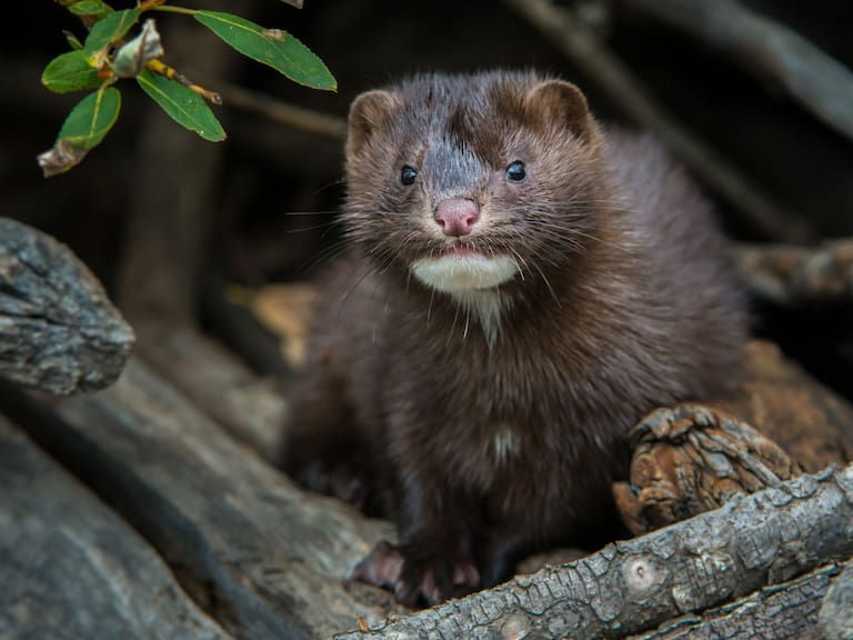 Alerta en Chile por depredador invasor: parece inofensivo, pero su avance ya genera estragos