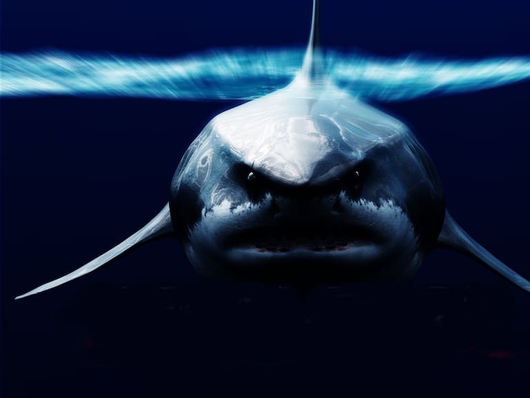 Estudio revela cuál era el verdadero tamaño del megalodón