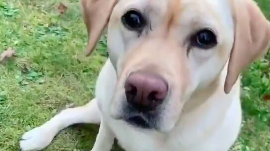 Perrita labrador