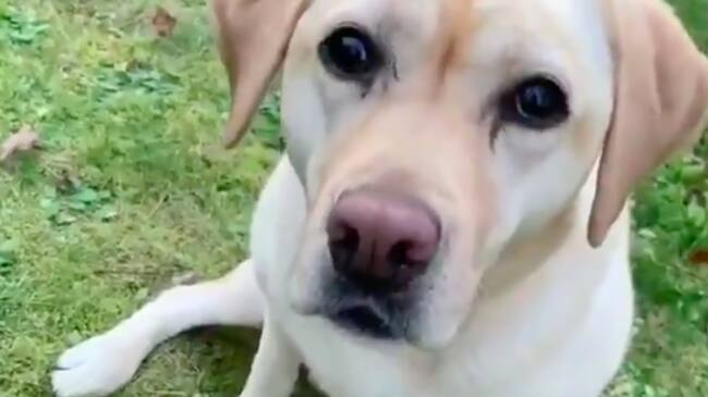 Perrita labrador