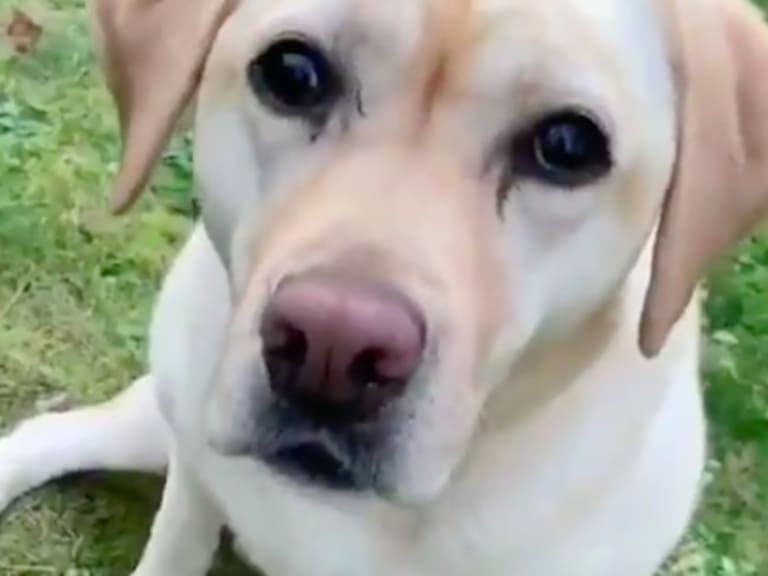 Esta perrita disfrutando del otoño te alegrará la mañana (y el día)