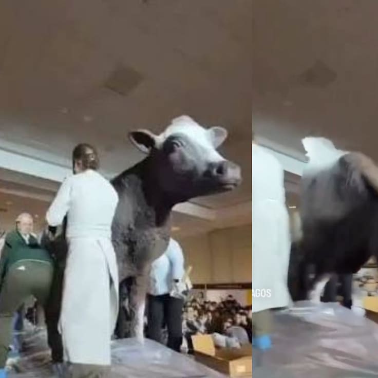 La “Vaquita” de chocolate más grande del mundo terminó en el suelo: así fue el esperado cierre de festival en Osorno