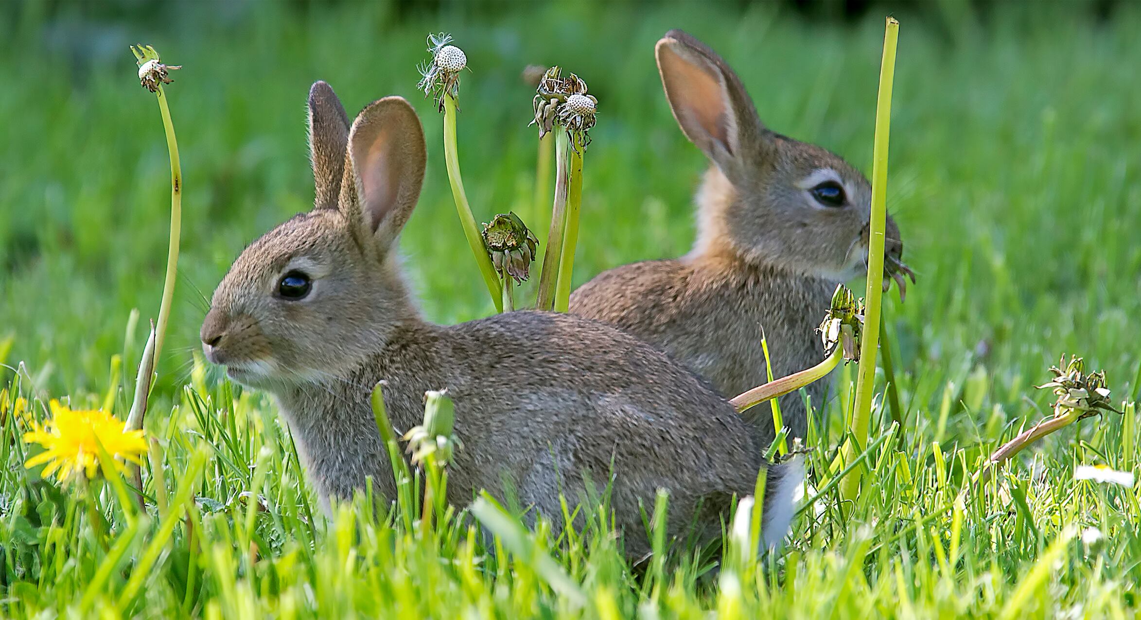 Conejos