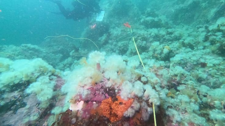 Científicos detectan preocupante expansión de especie invasora en el fondo marino de Chile