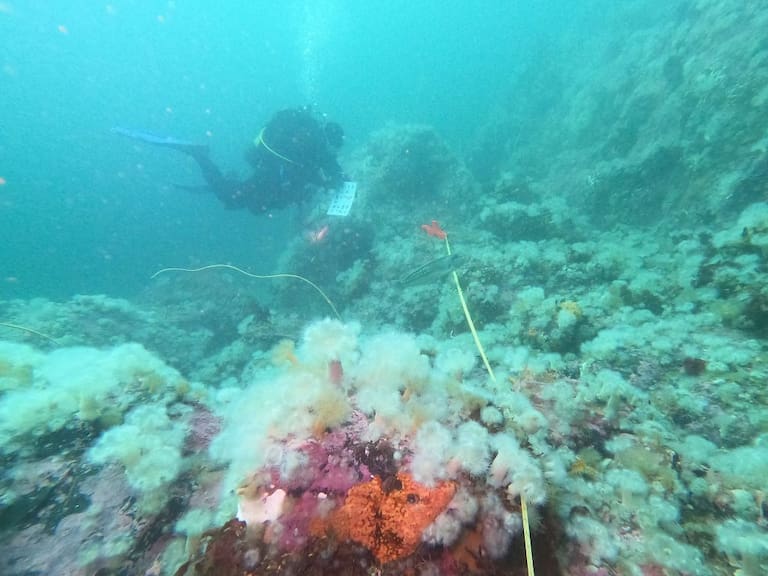 Científicos detectan preocupante expansión de especie invasora en el fondo marino de Chile