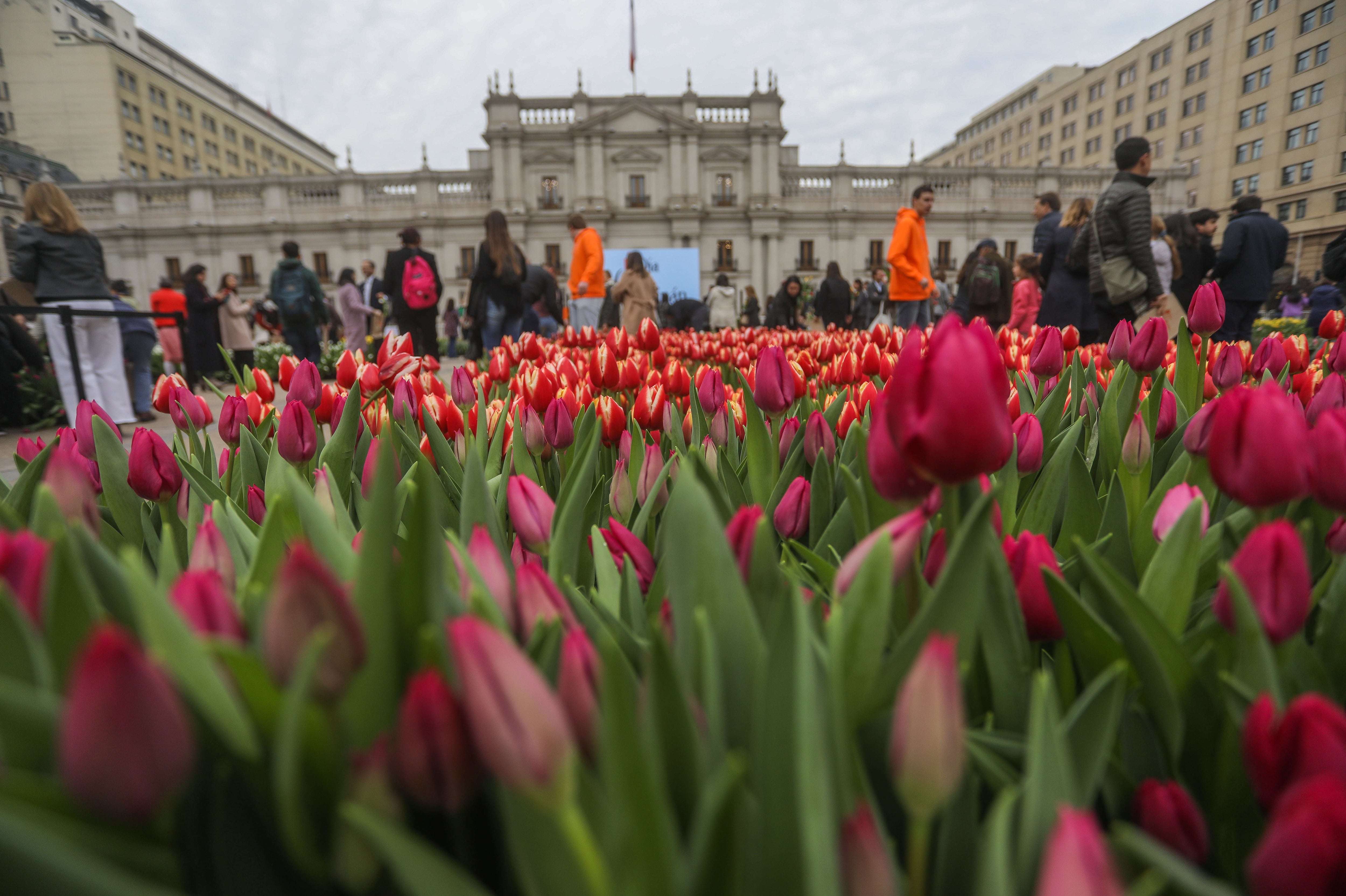 Día del Tulipán en Santiago | Agencia Uno