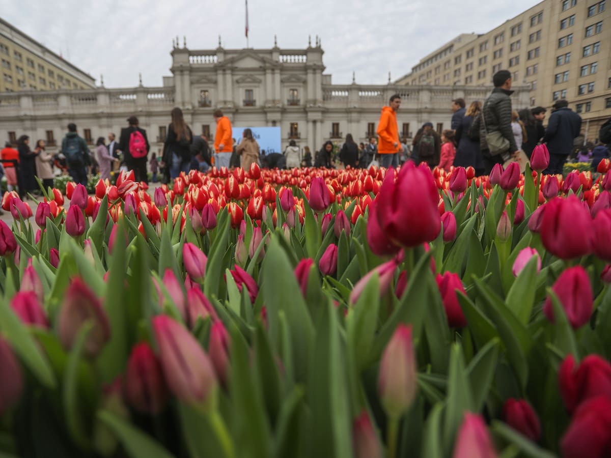 ¡Más de 50.000 flores gratis!: revisa cuándo será el Día del Tulipán este 2024 en Santiago