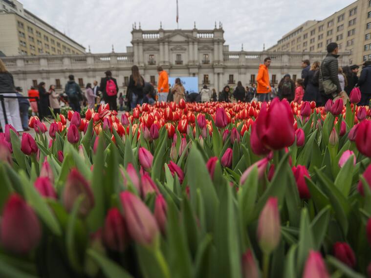 Día del Tulipán en Santiago | Agencia Uno