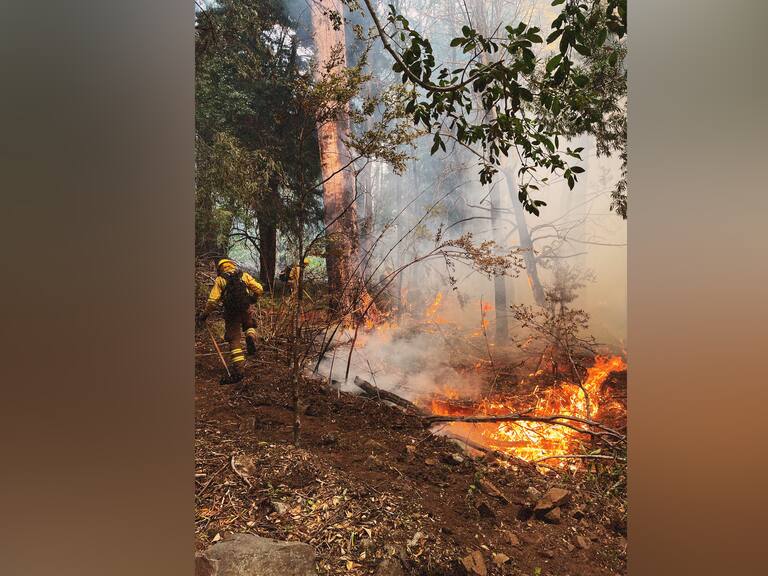 Incendio forestal afecta la Reserva de la Biosfera Jungla Peumayen en Chillán: van más de 500 hectáreas de bosque nativo quemado