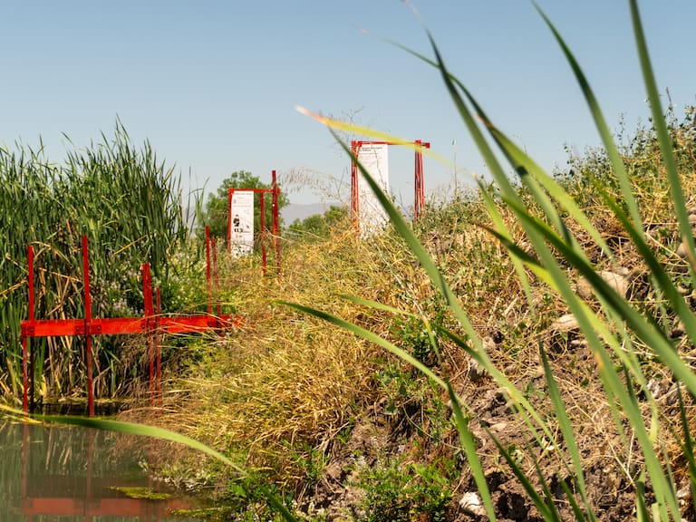 Quilicura transformó un vertedero en un hermoso humedal protegido: así fue el proceso a base de totora