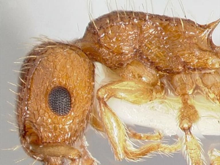 Investigador encontró una hormiga y una cucaracha nunca antes vistas en Chile