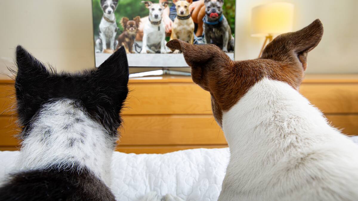 ¿Tu perro se queda solo? Conoce el nuevo canal de TV en Chile que promete acabar con su ansiedad
