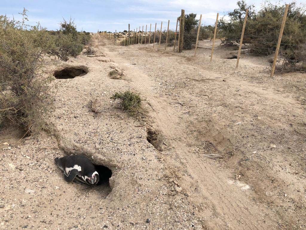 El grave daño provocado sobre nidos y guaridas de pingüinos en Chubut