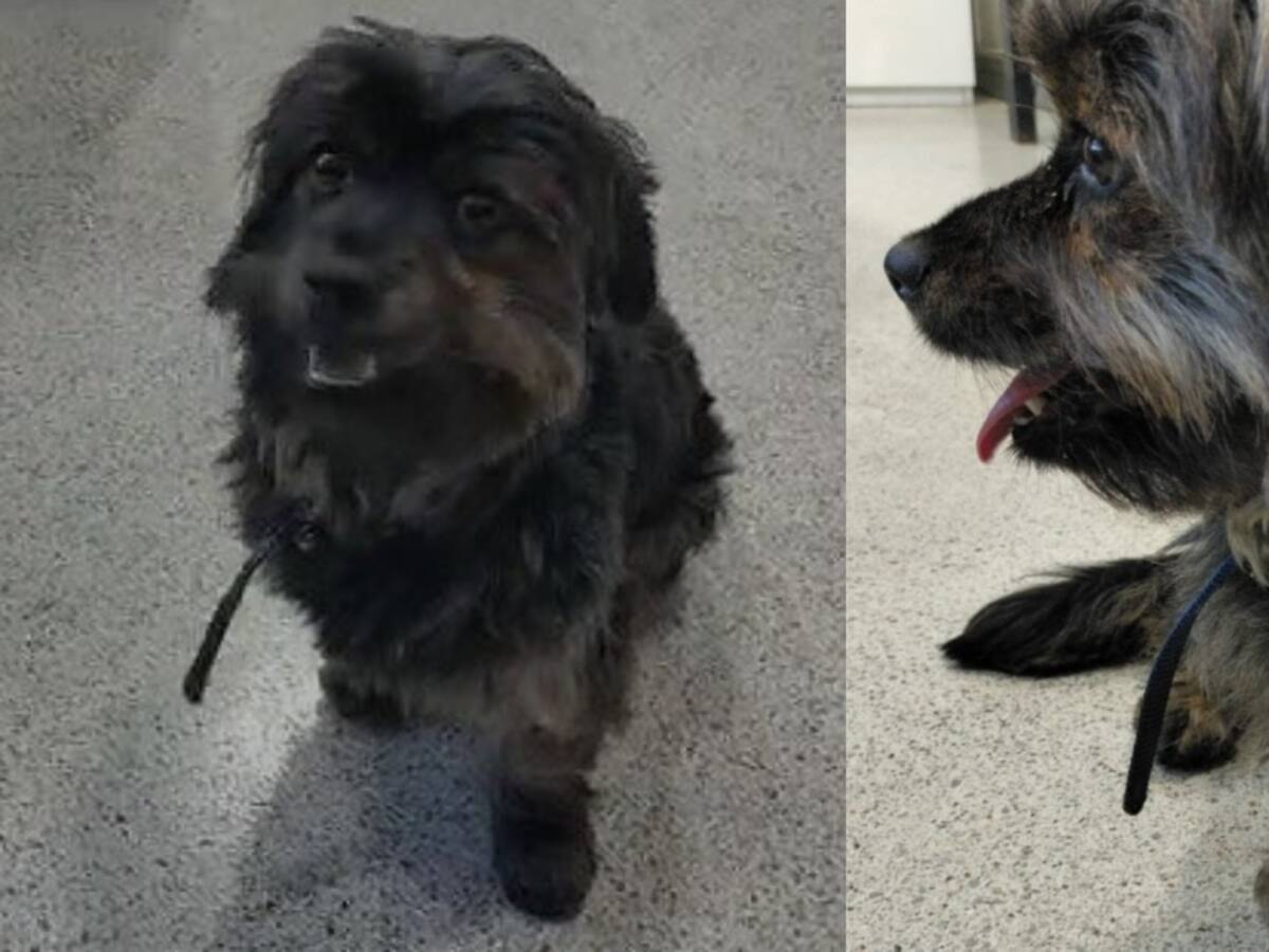 Metro de Santiago busca a dueños de perrito perdido en estación Rojas Magallanes: «Ayúdanos a encontrar a sus papás»