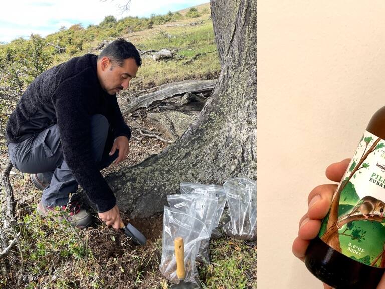 Sabores de la naturaleza: chilenos desarrollan inédita variedad de cerveza a partir de bosques nativos