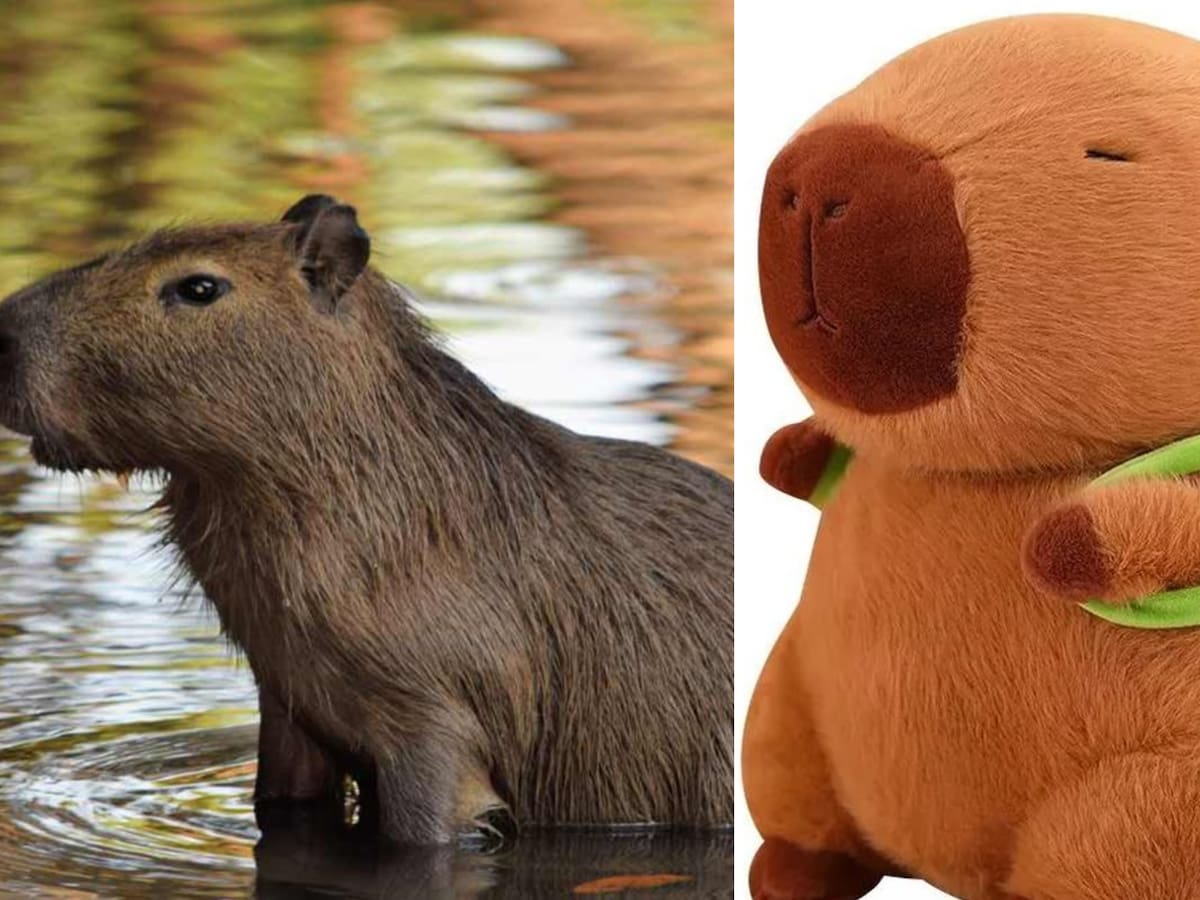 ¡Los capibaras se apoderan de la Navidad! El simpático roedor se convierte en el regalo favorito en Chile