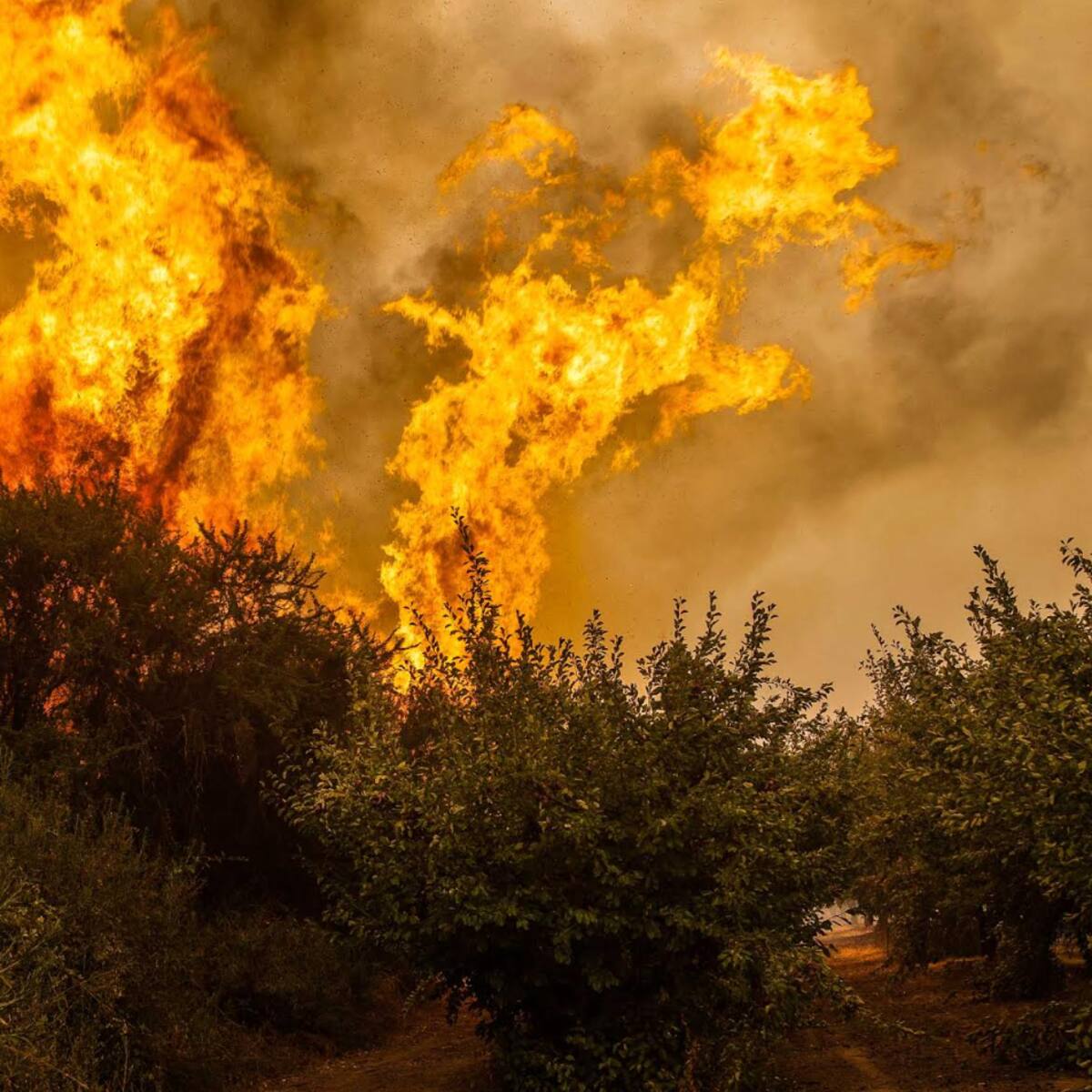 Chile y España unen fuerzas ante creciente amenaza por incendios forestales: anuncian importante donación de equipo