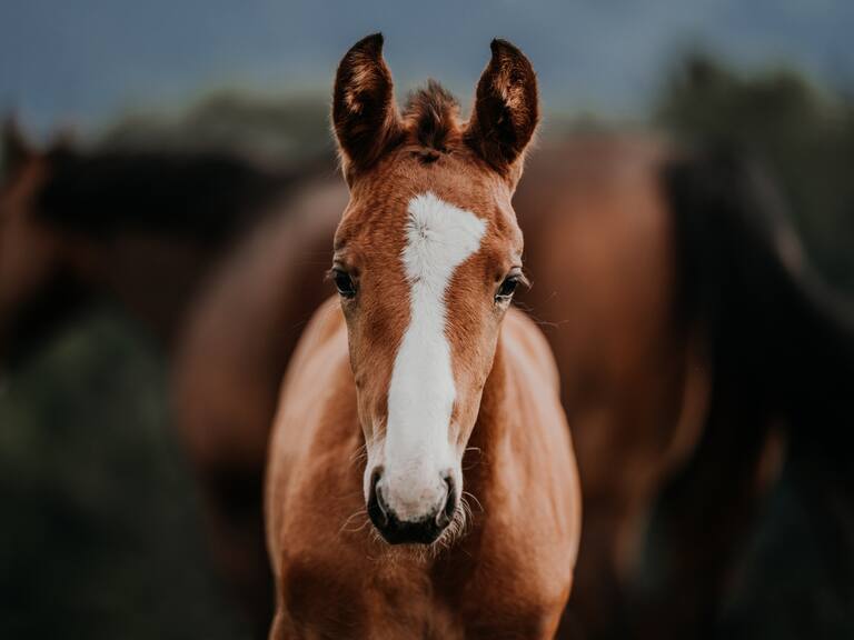 Caso de maltrato animal: hombre es condenado por maltratar y dar muerte a un potrillo en La Ligua