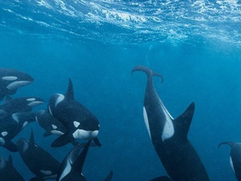 Las orcas evolucionan según su cultura