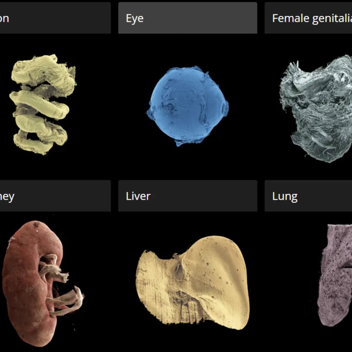 Atlas humano 3D: el revolucionario mapa gratuito para ver tus órganos con una precisión nunca antes vista