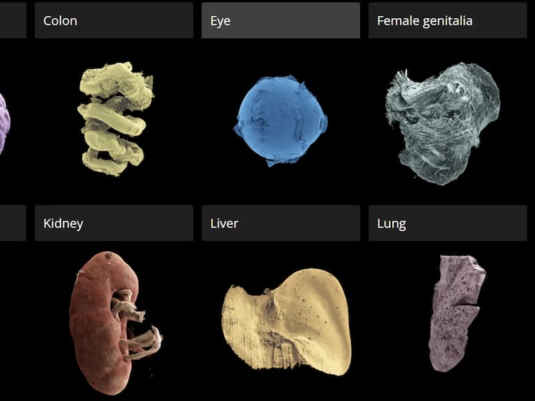 Atlas humano 3D: el revolucionario mapa gratuito para ver tus órganos con una precisión nunca antes vista