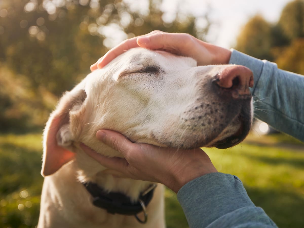 Qué significa cuando una persona siempre le hace cariño a los perros, según la psicología