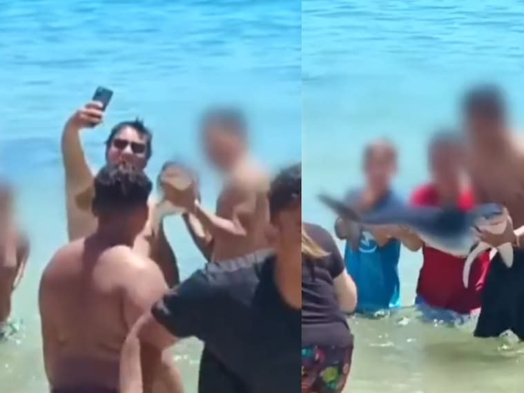 Capturas