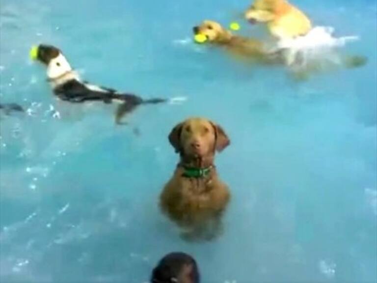 El «perro serio» que no participa en «pool party»