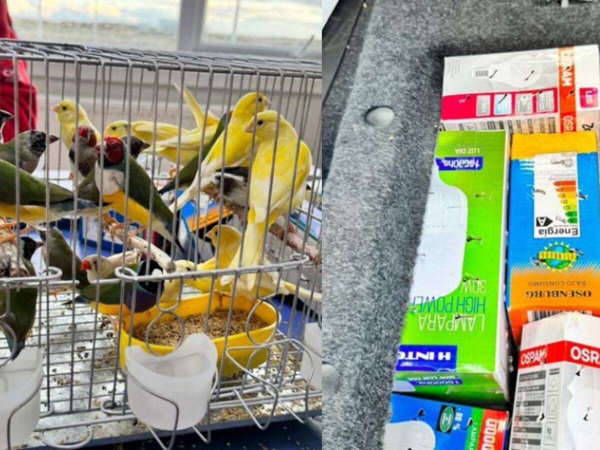 Estaban escondidas en cajas de ampolletas: Aduana de Punta Arenas logra incautar contrabando de 24 aves de distintas especies