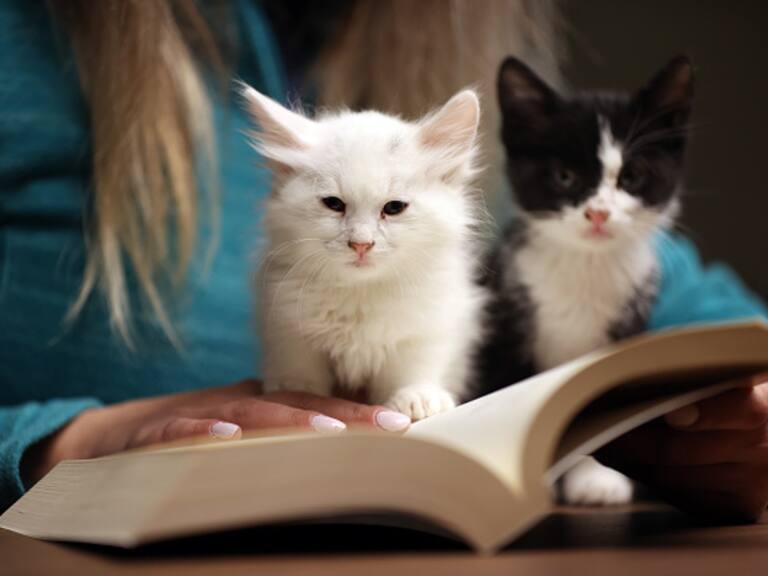 Tu gato sí te quiere y cree que eres su familia: Nuevo estudio lo demuestra