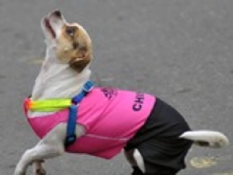 El nuevo debate en Twitter: ¿Cómo deberían usar los pantalones los perros?