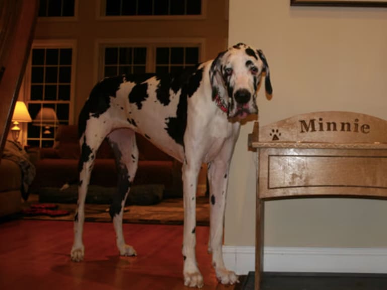 Guinness World Records