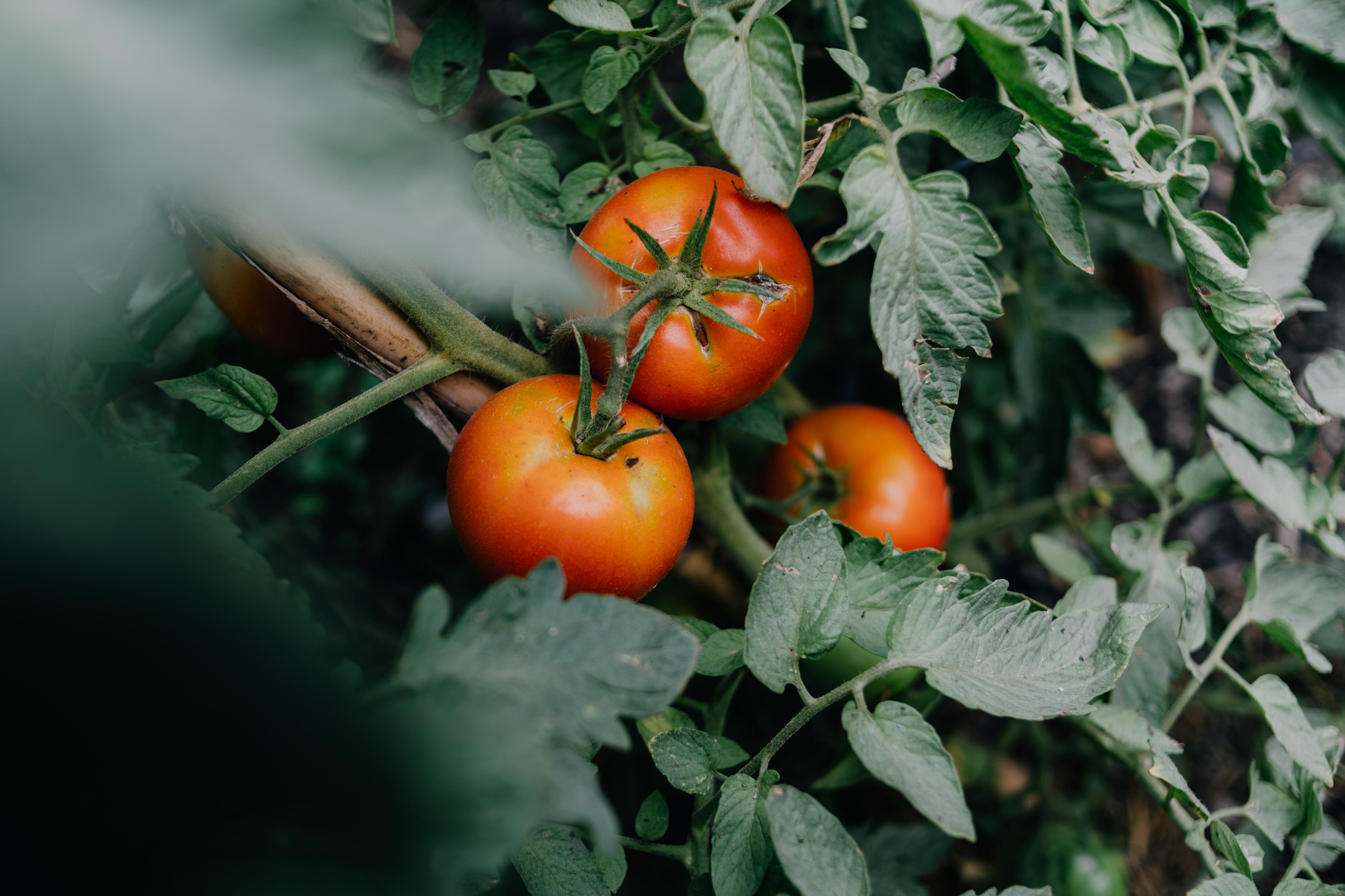 Tomates