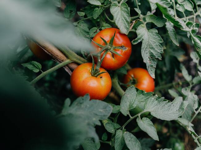Tomates