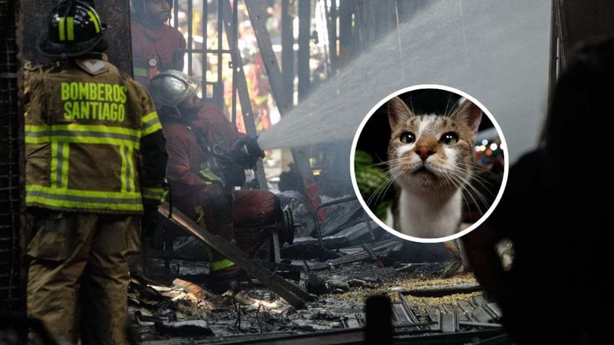 Tras incendio en la Vega Central: confirman que pasará con gatitos rescatados en el siniestro