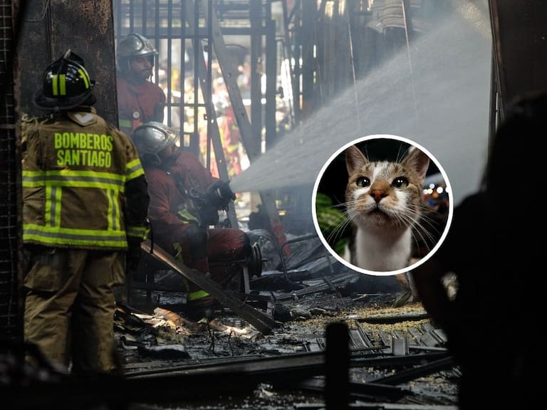 Tras incendio en la Vega Central: confirman que pasará con gatitos rescatados en el siniestro