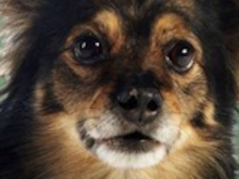 Falleció el famoso perro de Lipigas