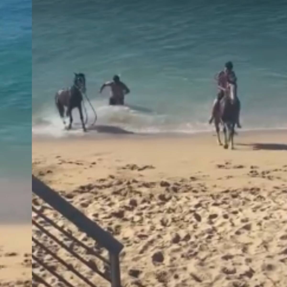 Indignación en Valparaíso: video muestra a dos hombres forzando a caballos para entrar al mar